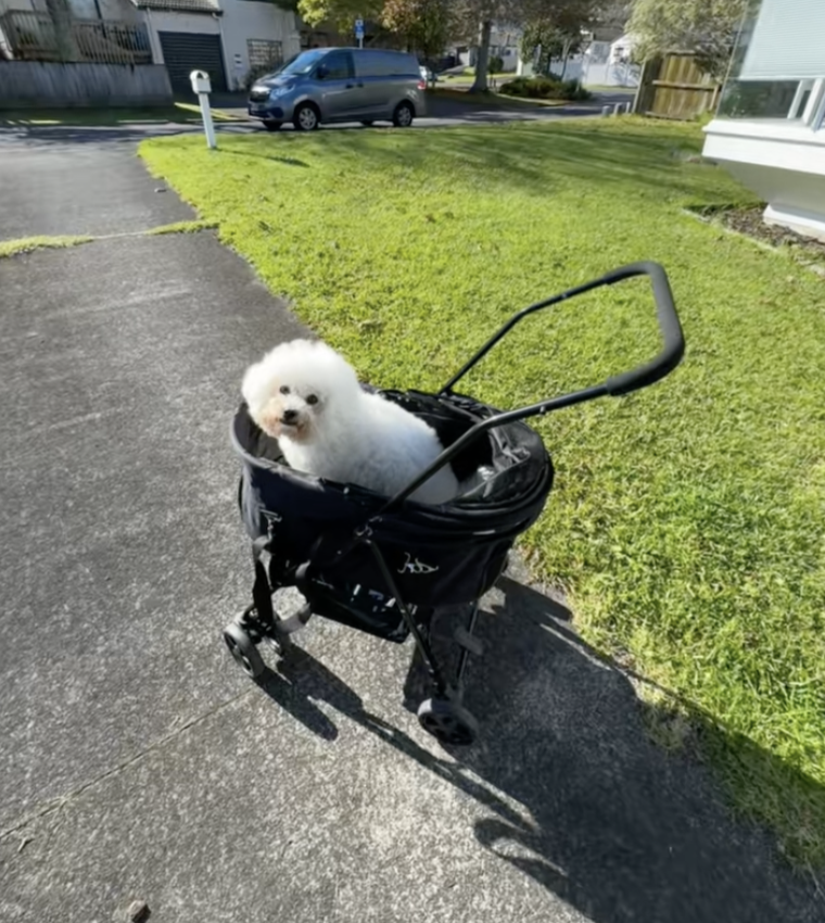 This Dog Was Playing at the Beach—Then One Wrong Step Changed Everything